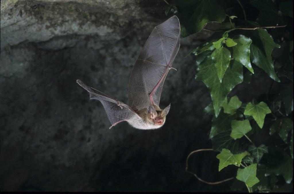 Il existe 1400 espèces de chauves-souris. Ici, un Murin de Bechstein (Myotis bechsteinii), un chiroptère européen de taille moyenne aux oreilles très longues et larges. [Leemage via AFP - Arthur L./HorizonFeatures]