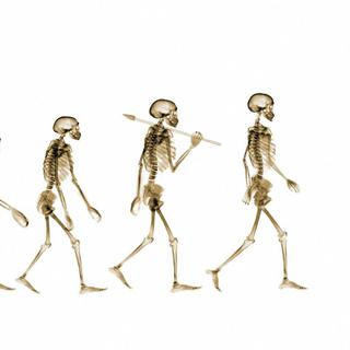 L'évolution de l'être humain. [AFP - Nick Veasey/Science Photo Library]