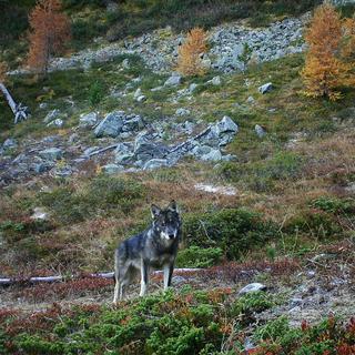 Un loup immortalisé par un piège photo dans le Haut-Valais en 2016. [Keystone - Groupe Loup Suisse]