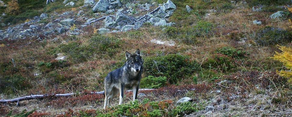 Un loup immortalisé par un piège photo dans le Haut-Valais en 2016. [Keystone - Groupe Loup Suisse]