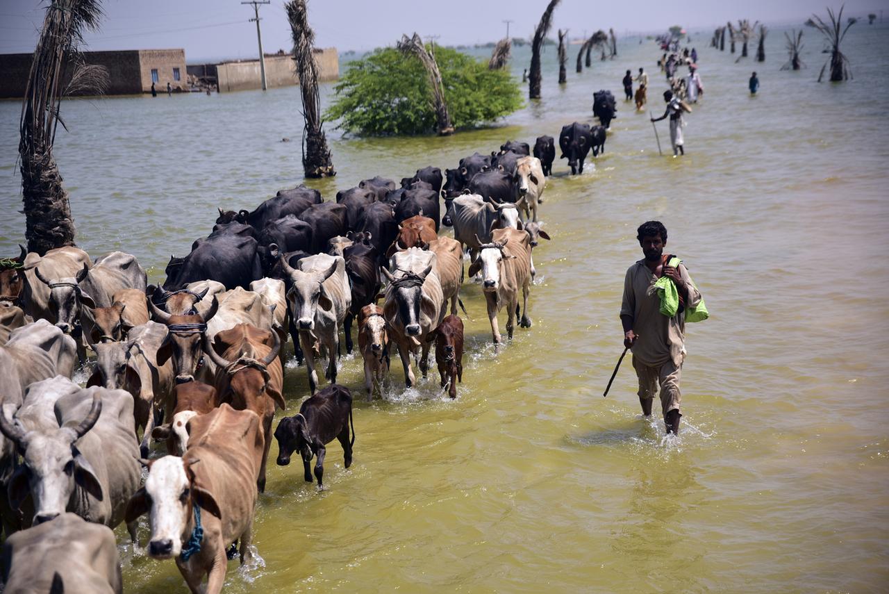 Près de 1400 personnes ont péri depuis juin dans des inondations au Pakistan. [Keystone - AP Photo/Pervez Masih]