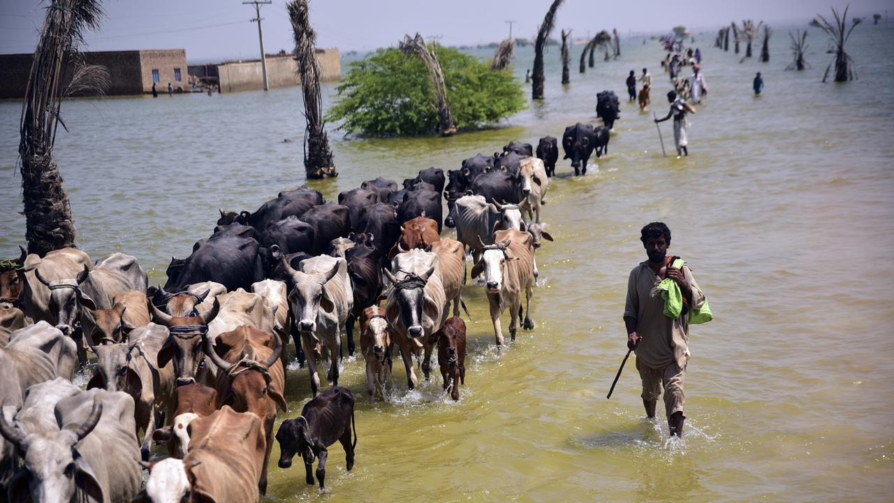 Près de 1400 personnes ont péri depuis juin dans des inondations au Pakistan. [Keystone - AP Photo/Pervez Masih]