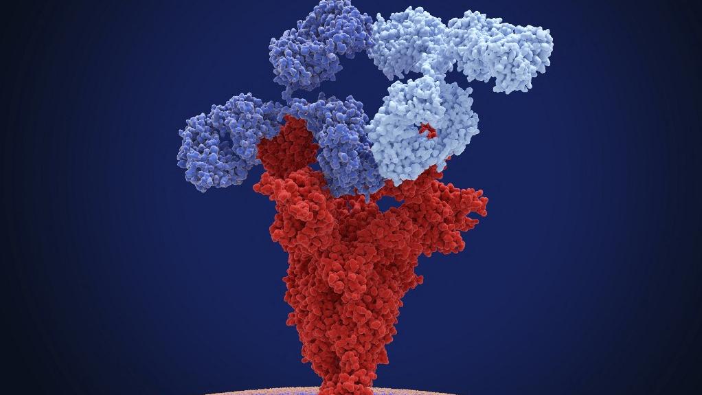 Illustration de deux anticorps monoclonaux thérapeutiques différents (en forme de Y) se liant à des sites antigéniques différents sur une protéine spike du virus SARS-CoV-2 (en rouge). [Science Photo Library via AFP - Juan Gaertner]