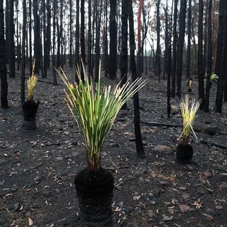 Les plantes repoussent des cendres d'une forêt touchée par les feux de brousse à Bilpin, en Australie, en janvier 2020. 
EPA/DAN HIMBRECHTS 
Keystone [EPA/DAN HIMBRECHTS]