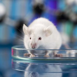 Les souris de laboratoire pourraient être remplacées par des cultures cellulaires.
JacobSt
depositphotos [JacobSt]
