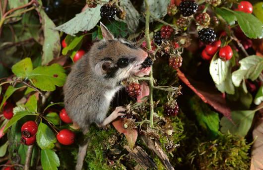 Le lérot a été nommé animal de l'année 2022 par Pro Natura. [Pro Natura - Régis Cavinaux]