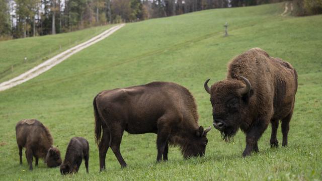 Des bisons d'Europe au Welschenrohr, dans le canton de Soleure. [Keystone - Anthony Anex]
