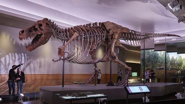 Sue, probablement le plus grand Tyrannosaurus connu, mesurant 12,3 mètres de long et qui devait peser environ 9 tonnes. [Field Museum, Chicago]