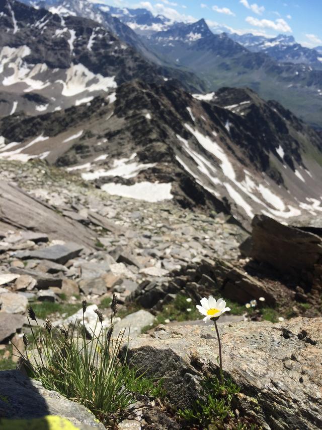 Sur la période allant de 1984 à 2021, la biomasse végétale a augmenté au-dessus de la limite des arbres dans plus de 77% des Alpes. [UNIL/UNIBAS - Antoine Guisan]