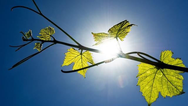 Trop de soleil peut aussi nuire à la vigne. [Keystone - Jean-Christophe Bott]