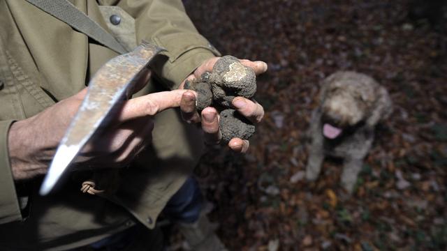 La truffe de Bourgogne est menacée par le réchauffement climatique, selon un constat du WSL. [Keystone - Martial Trezzini]