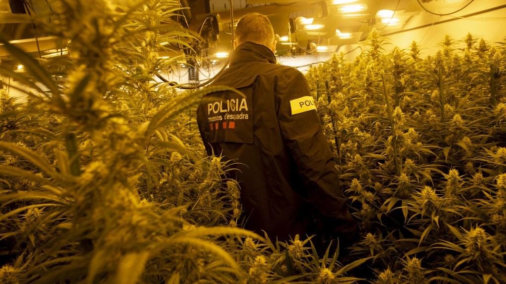 Un policier catalan dans une plantation indoors de cannabis à Martorell, près de Barcelone, en octobre 2020. [AFP - Josep Lago]