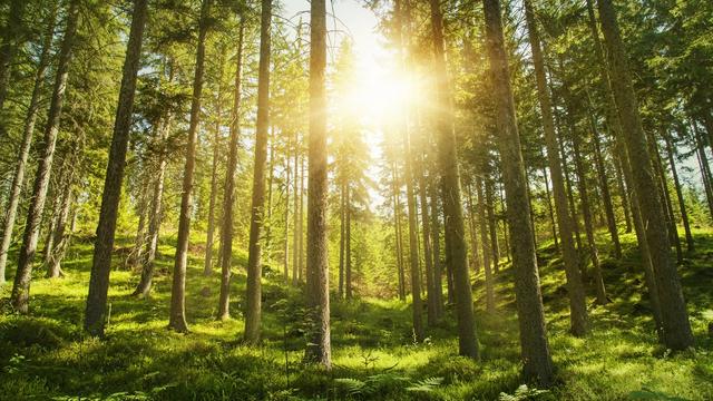 Est-ce utile de donner des droits à la nature ? [Depositphotos - Elena Schweitzer]