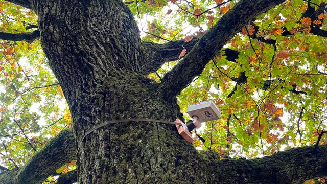 Un dispositif autonome qui indique et transmet à distance l’état de santé et la stabilité de l’arbre en continu. [©krebs]