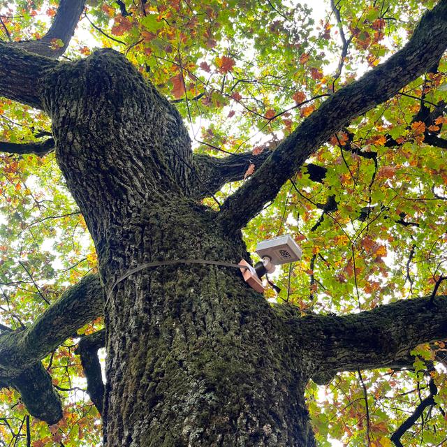 Un dispositif autonome qui indique et transmet à distance l’état de santé et la stabilité de l’arbre en continu. [©krebs]