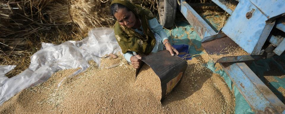 La récolte de blé bat son plein en Inde. [Keystone/AP Photo - Channi Anand]