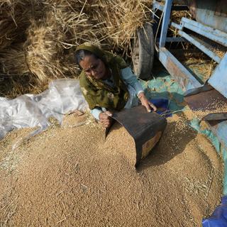 La récolte de blé bat son plein en Inde. [Keystone/AP Photo - Channi Anand]