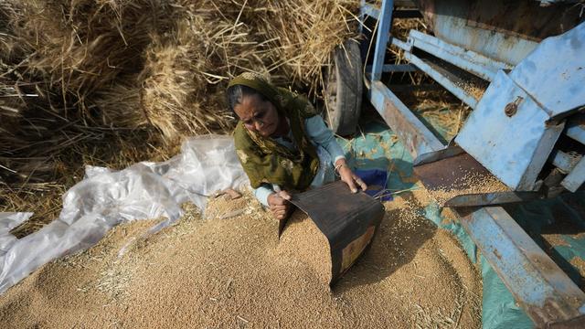 La récolte de blé bat son plein en Inde. [Keystone/AP Photo - Channi Anand]