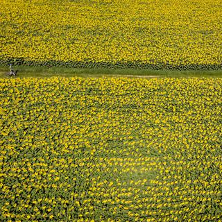 Un enfant fait du vélo sur un chemin de campagne au milieu de champs de tournesols en fleurs alors qu'il profite du temps ensoleillé et chaud de l'été à Daillens, en Suisse, dimanche 5 juillet 2020. [Laurent Gillieron - KEYSTONE]