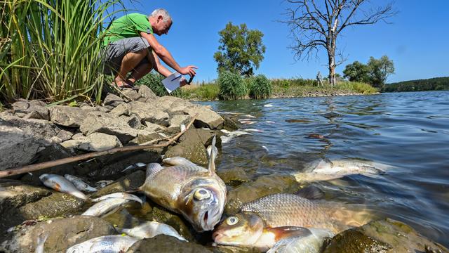 Des milliers de poissons flottent sans vie sur la rivière Oder, qui coule en Allemagne et en Pologne [Keystone - Patrick Pleul]