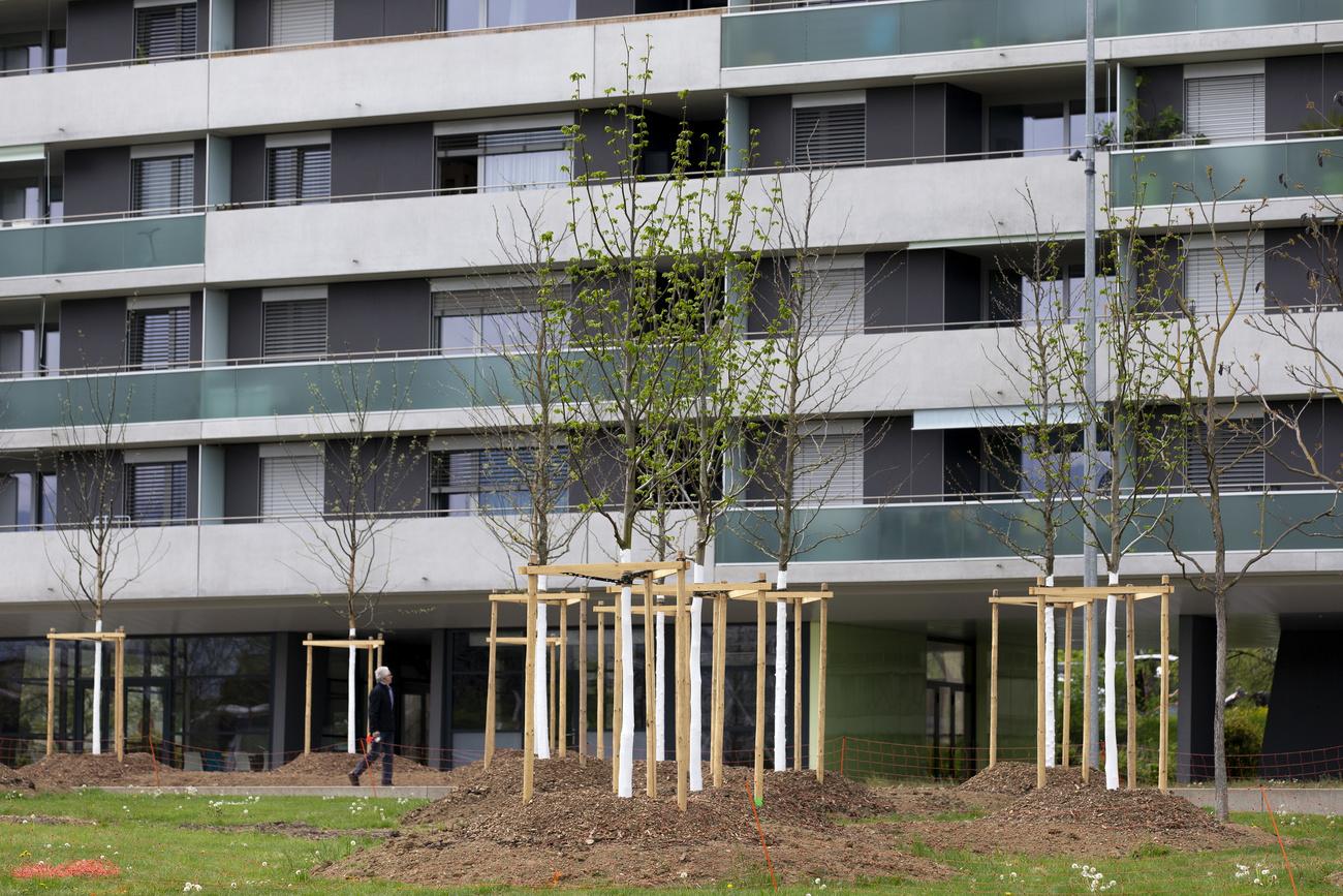 Au parc Hentsch, 60 arbres ont été plantés par la Ville de Genève en 2021. [Keystone - Salvatore di Nolfi]