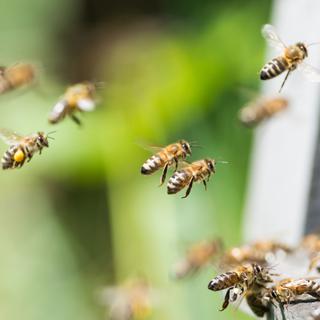 Des abeilles rentrant à la ruche.
klagyivik
Depositphotos [klagyivik]
