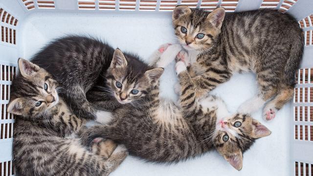 L'Espagne rend possible la garde partagée pour les animaux domestiques après un divorce. [Keystone/EPA - Patrick Pleul]