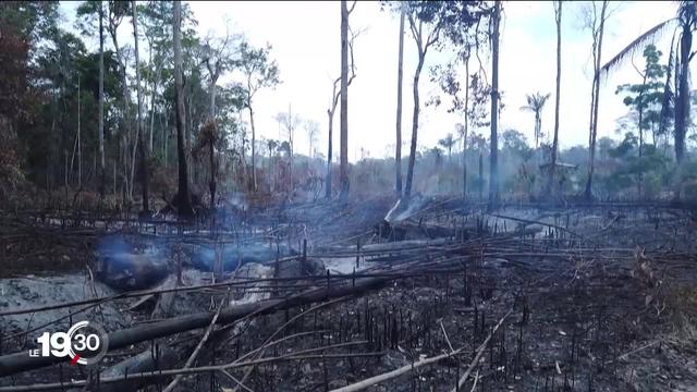 Déforestation: l'avenir de l'Amazonie dépend de la prochaine élection présidentielle