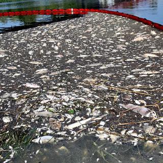 Les autorités allemandes soupçonnent une algue toxique d'être largement responsable de la mort de plus de 100 tonnes de poissons dans le fleuve Oder qui traverse l'Allemagne et la Pologne [afp - Marcin Bielecki]