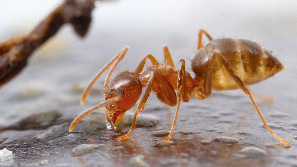 Une fourmi folle fauve, Nylanderia fulva, parfois nommée fourmi folle de Rasberry. [University of Texas]