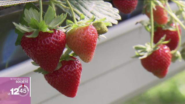 Des panneaux solaires au service de l'agriculture: des études sont en cours en Valais.