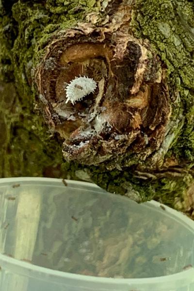 A peine lâchées, les guêpes parasitoïdes s'attaquent aux cochenilles farineuses. [CABI/ACDC - Lukas Seehausen]