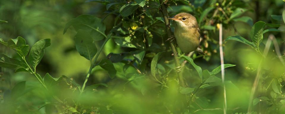 La richesse d’imitation de la rousserolle verderolle est unique dans l’avifaune européenne. [BirdLife Suisse - Mathias Schäf]