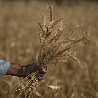 De blé en Inde en avril 2022. [AP/Keystone - Channi Anand]