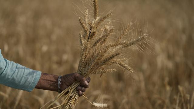 De blé en Inde en avril 2022. [AP/Keystone - Channi Anand]