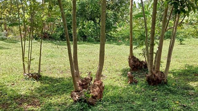 L'exemple d'arbres régénérés avec la méthode de Tony Rinaudo. [@fmnrnetwork]