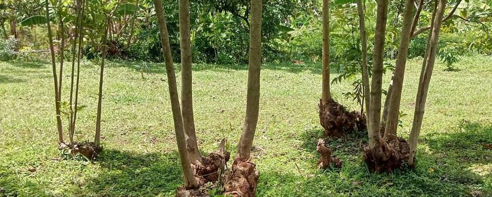 L'exemple d'arbres régénérés avec la méthode de Tony Rinaudo. [@fmnrnetwork]