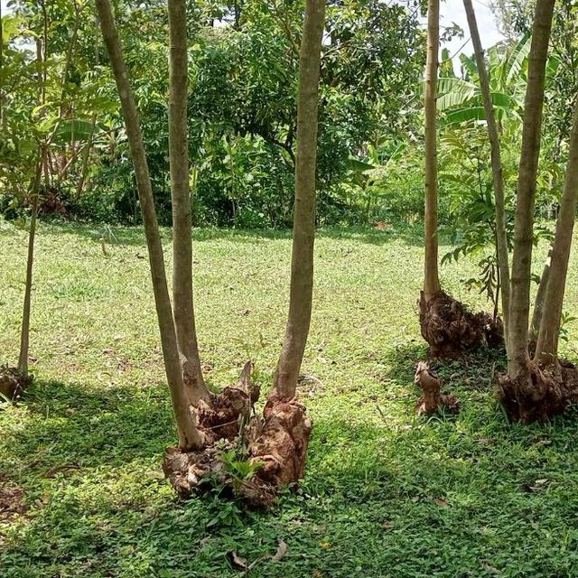 L'exemple d'arbres régénérés avec la méthode de Tony Rinaudo. [@fmnrnetwork]
