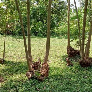L'exemple d'arbres régénérés avec la méthode de Tony Rinaudo. [@fmnrnetwork]