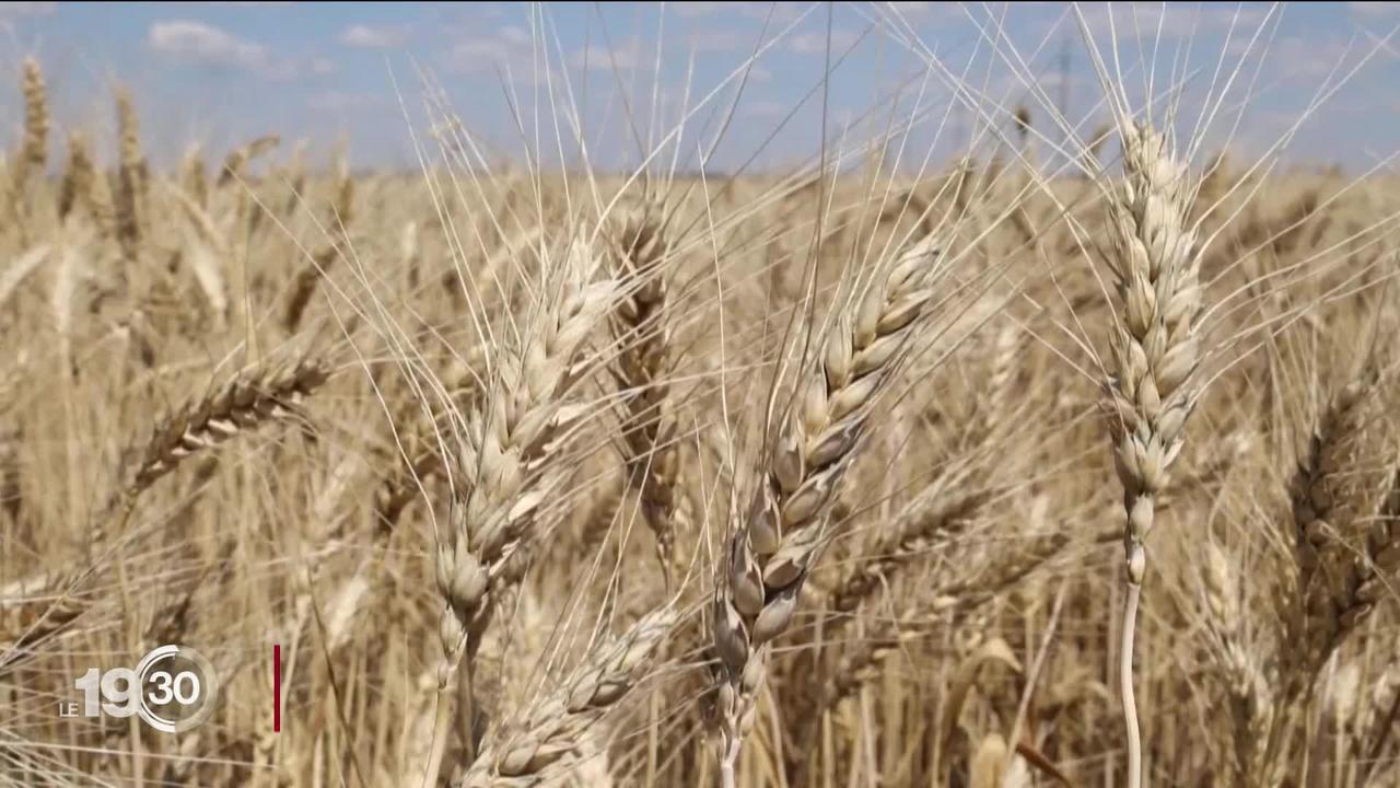 L'Ukraine et la Russie concluent un accord pour débloquer les exportations de blé ukrainien