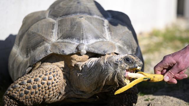 Des chercheurs zurichois ont séquencé le génome de la tortue géante des Seychelles [Keystone - Laurent Gillieron]