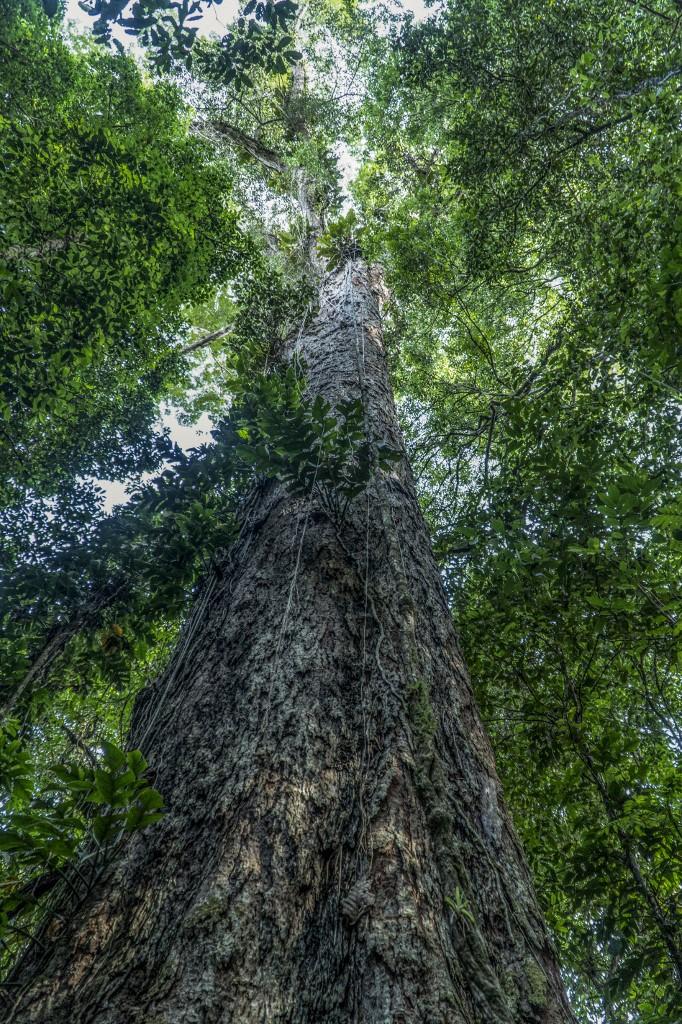 Les dimensions de l'arbre sont titanesques: 88,5 mètres de haut et 9,9 mètres de diamètre. [AFP PHOTO/HAVITA RIGAMONTI/IMAZON/IDEFLOR - HANDOUT]