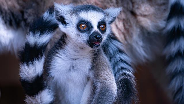 Baptême de deux bébés lémuriens au Bioparc de Genève. [Bioparc - Andrew Myers]