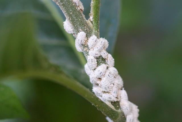 Des cochenilles farineuses femelles. [depositphotos - weerapat]