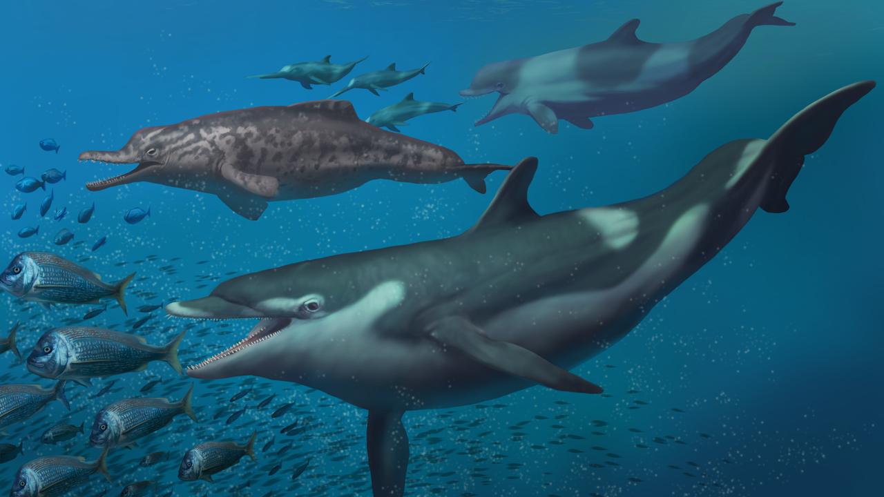 Une représentation des dauphins décrits dans l'étude zurichoise: un kentriodon au premier plan avec, en arrière-plan, un squalodelphinidé (à gauche) et un physétéridé chassant un groupe d'eurhinodelphinidés. [UZH - Jaime Chirinos]