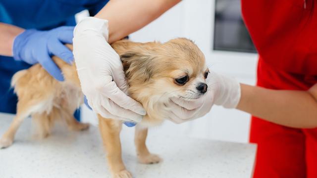 Un chihuahua en train d'être examiné par un.e vétérinaire. [Depositphotos - ASMedvednikov.mail.ru]