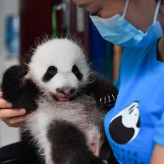Un panda recevant des soins. [AFP - Zhang Bowen / XINHUA]