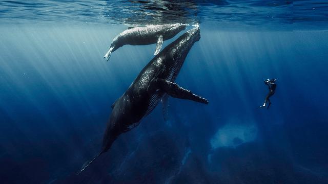 Des scientifiques posent des balisent sur des baleines à bosse pour mieux les comprendre (Image d'illustration). [RTS]