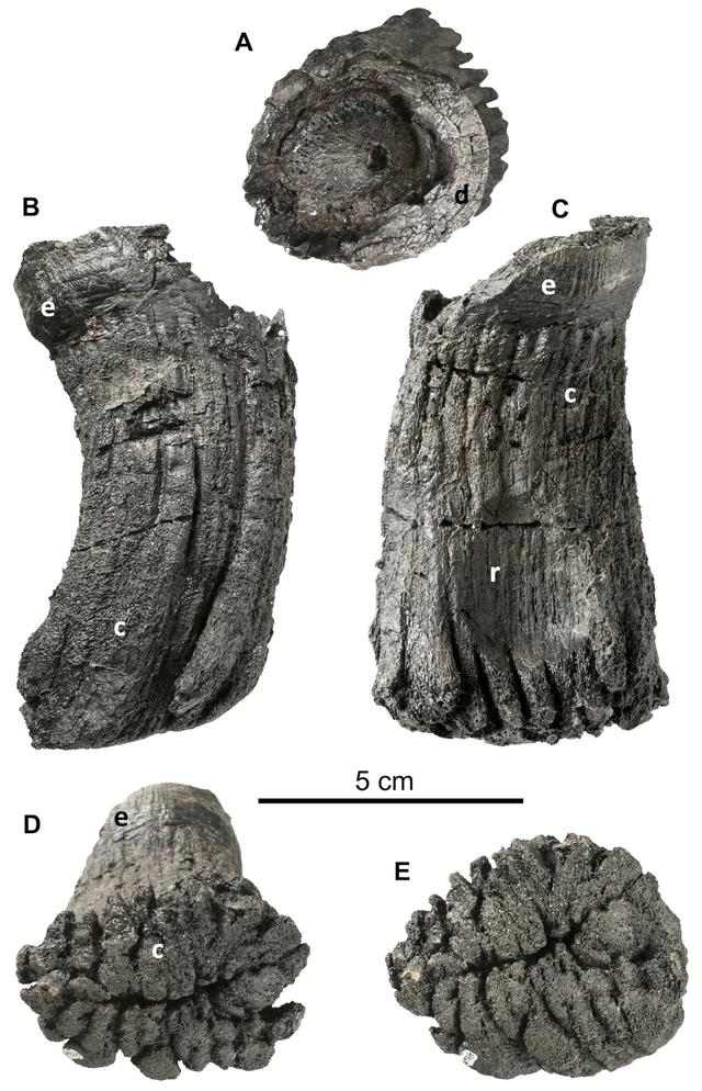 Une dent d'ichtyosaure à laquelle il manque une grande partie de la couronne. Découverte faite au Crachenhorn, dans les Grisons. [Journal of Vertebrate Paleontology - Martin Sander , Pablo Romero Pérez de Villar, Heinz Furrer & Tanja Wintrich]