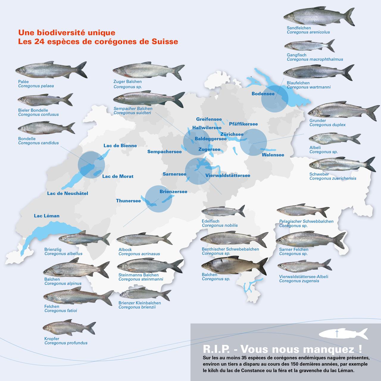 La carte de répartition des 24 espèces de corégones en Suisse. [SFV]